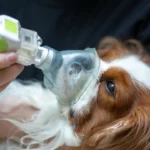 ¿Es peligroso el amianto para los animales?